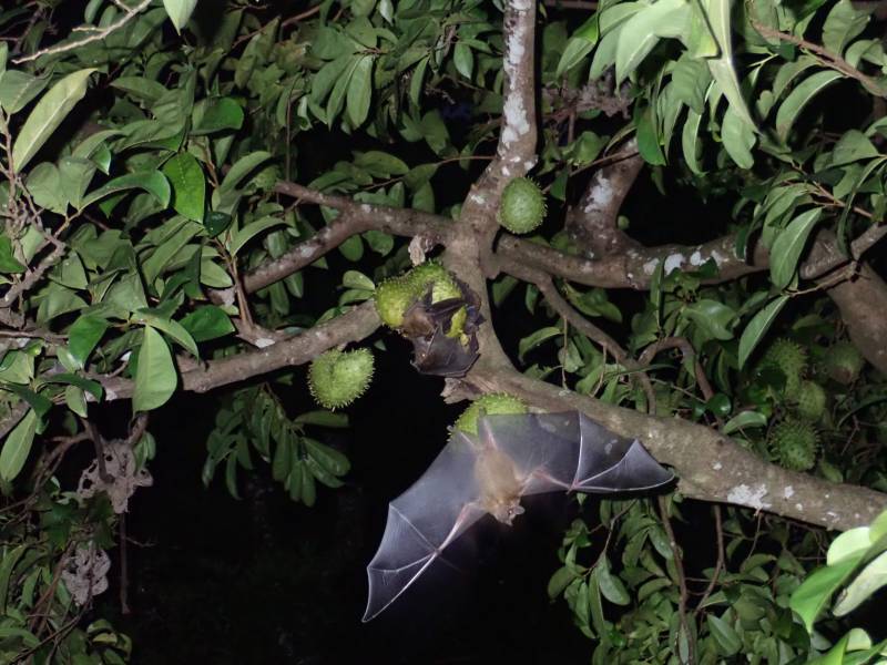 murciélagos, ecolocalización