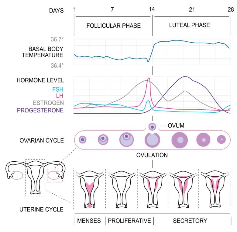 ciclo menstrual